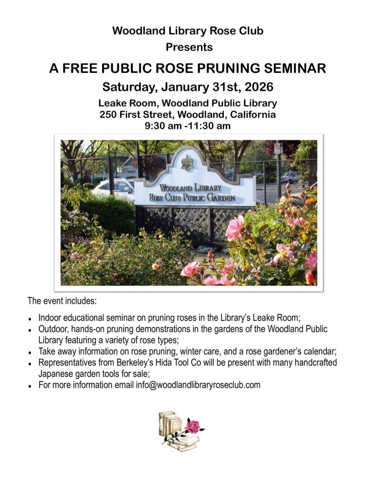 Library Rose Pruning